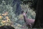 Wildgehege in Bermersbach